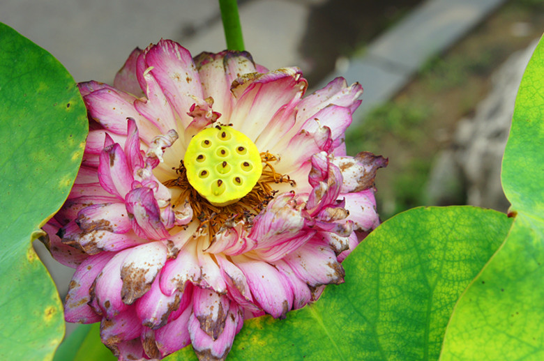 DSC00450_.jpg