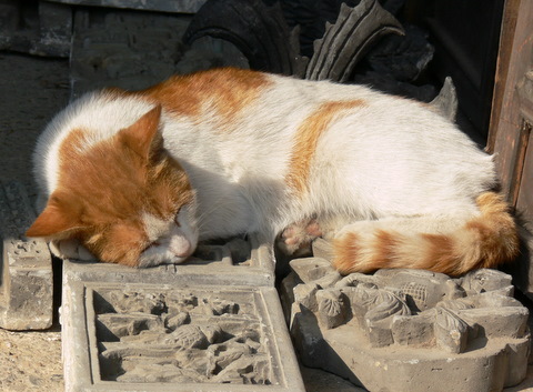 ˯ʷļ