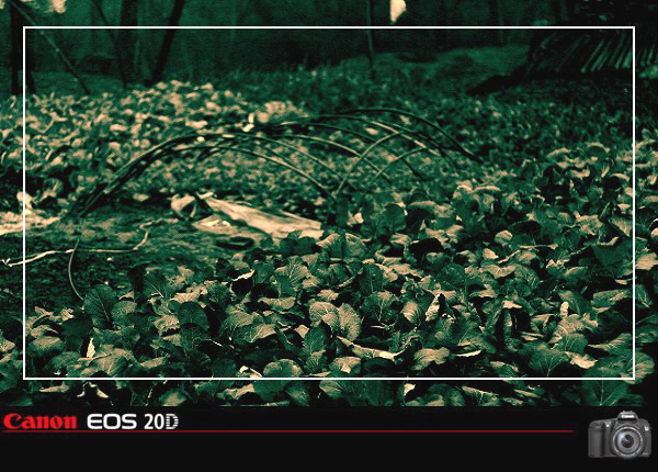 50ͷµСׯ