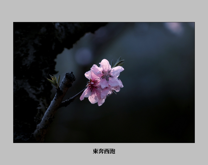 [ԭ]һ֦