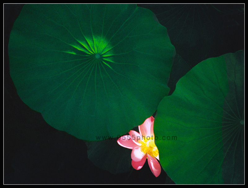 [ԭ]ҵĺɻӰ2005-2008£