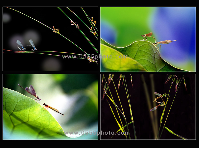 [ԭ]ҵĺɻӰ2005-2008£