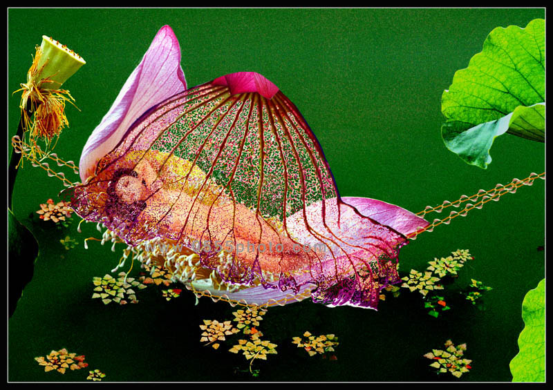 [ԭ]ҵĺɻӰ2005-2008£