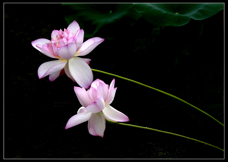 [ԭ]ҵĺɻӰ2005-2008£