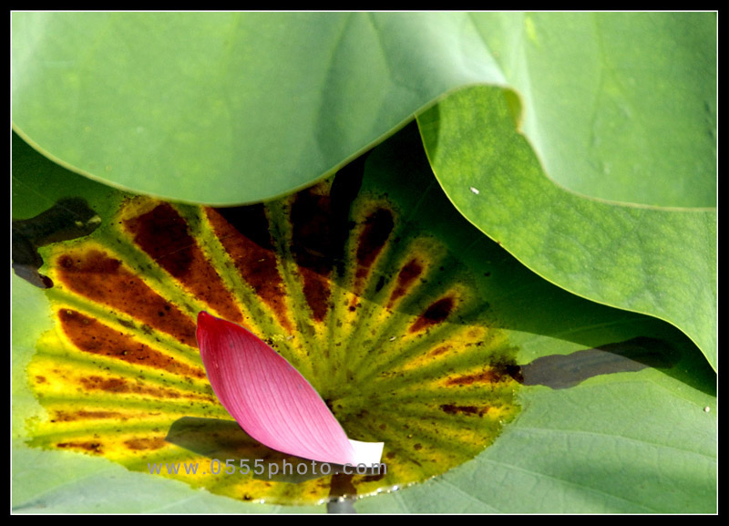 [ԭ]ҵĺɻӰ2005-2008£