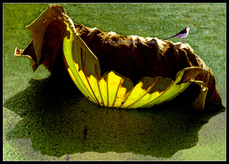 [ԭ]ҵĺɻӰ2005-2008£