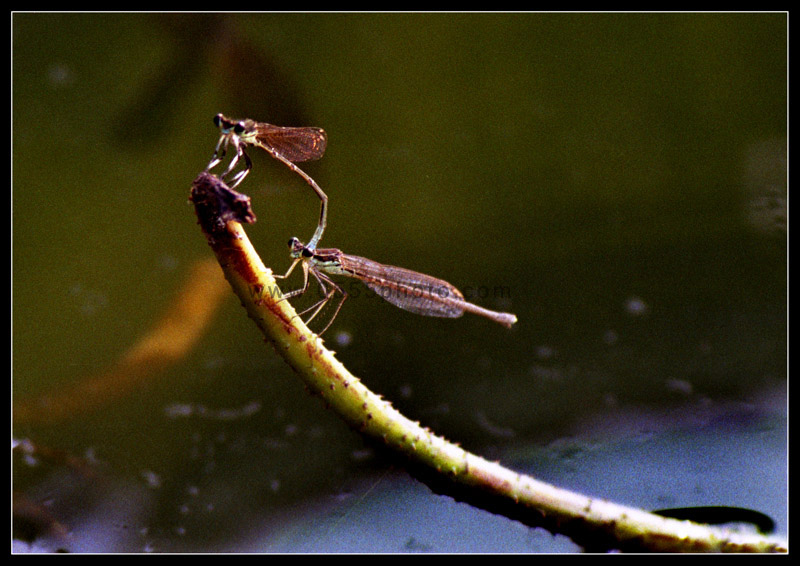 [ԭ]ҵĺɻӰ2005-2008£