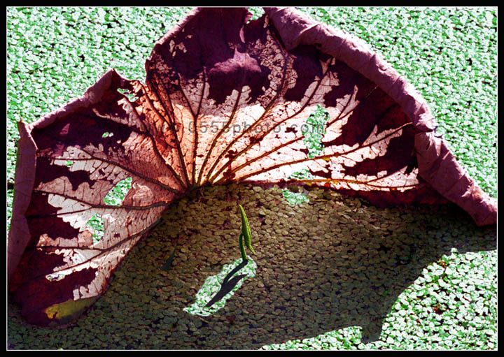 [ԭ]ҵĺɻӰ2005-2008£