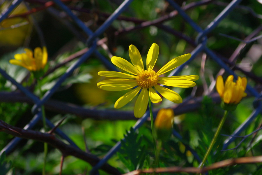 IMGP4575x.jpg