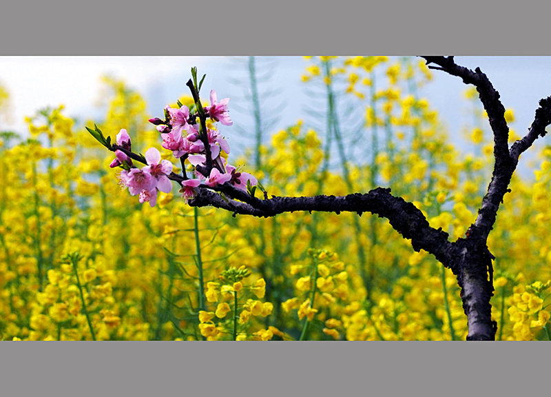 spring.jpg