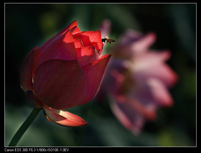 IMG_6201-1.jpg