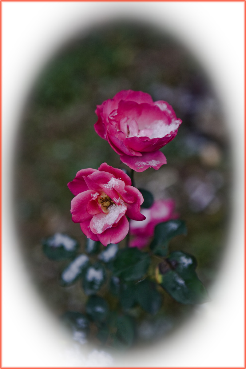 IMG_2683.jpg
