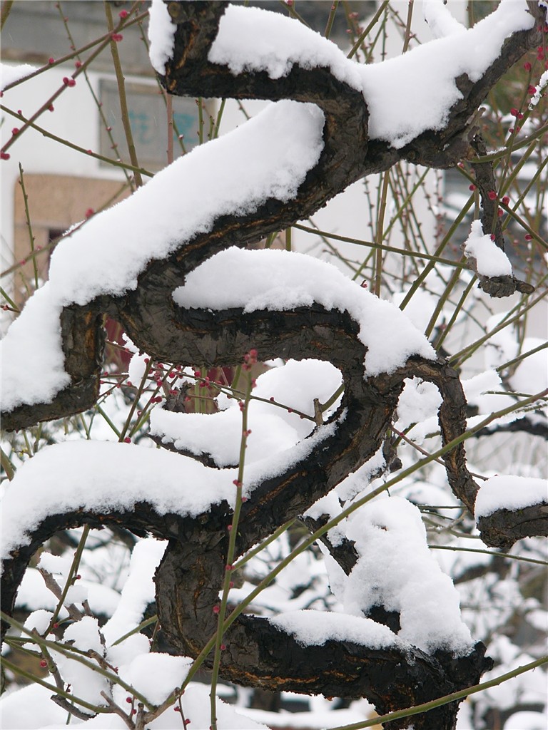 p1260325_ת_.jpg