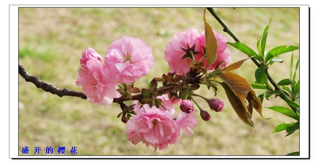 DSCF2164.jpg