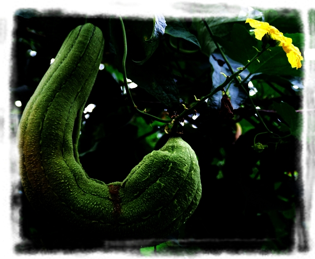 DSCF3524-1.jpg
