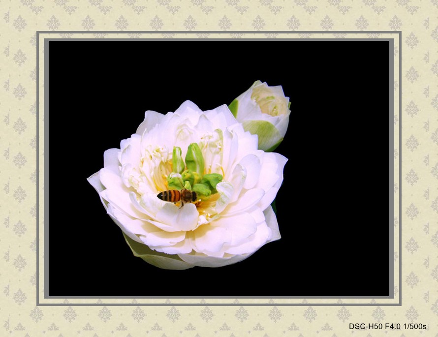 11080317000b75b45ba365f5bc[1] - _conew1.jpg