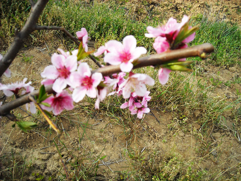 DSCN1986.JPG