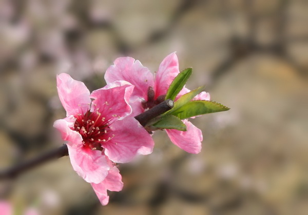 4 007_conew1.jpg