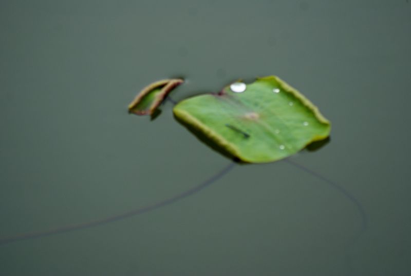 DSC06531 - .JPG
