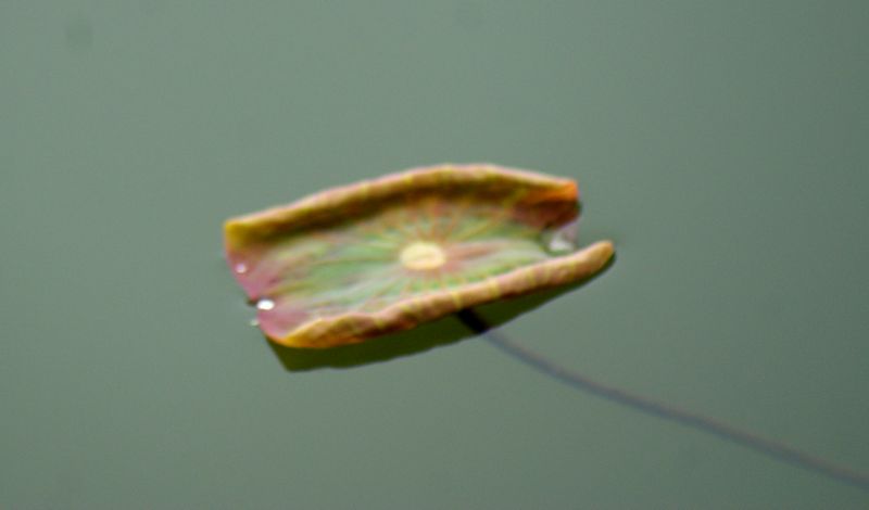 DSC06512 - .JPG