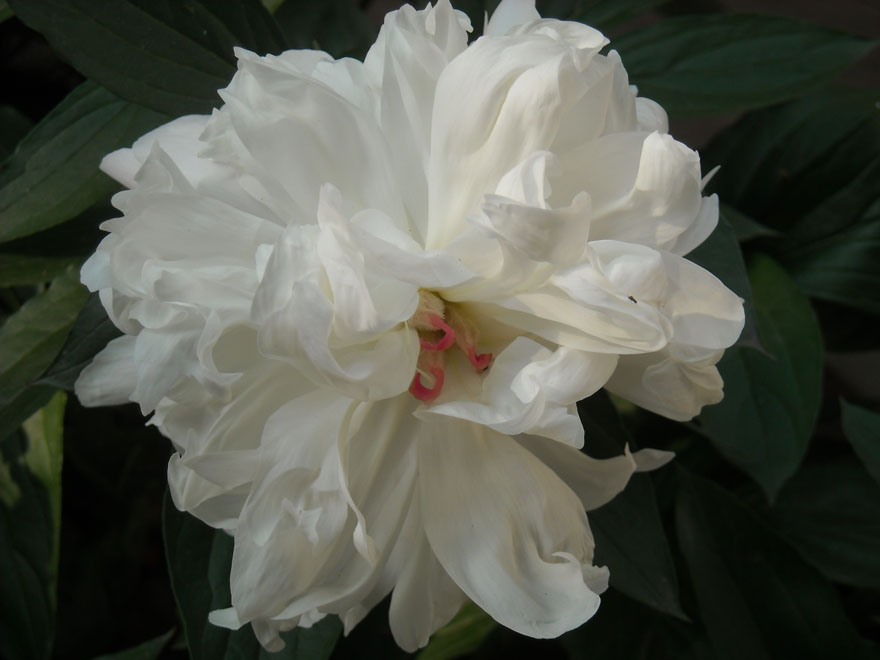 DSCN0177.JPG