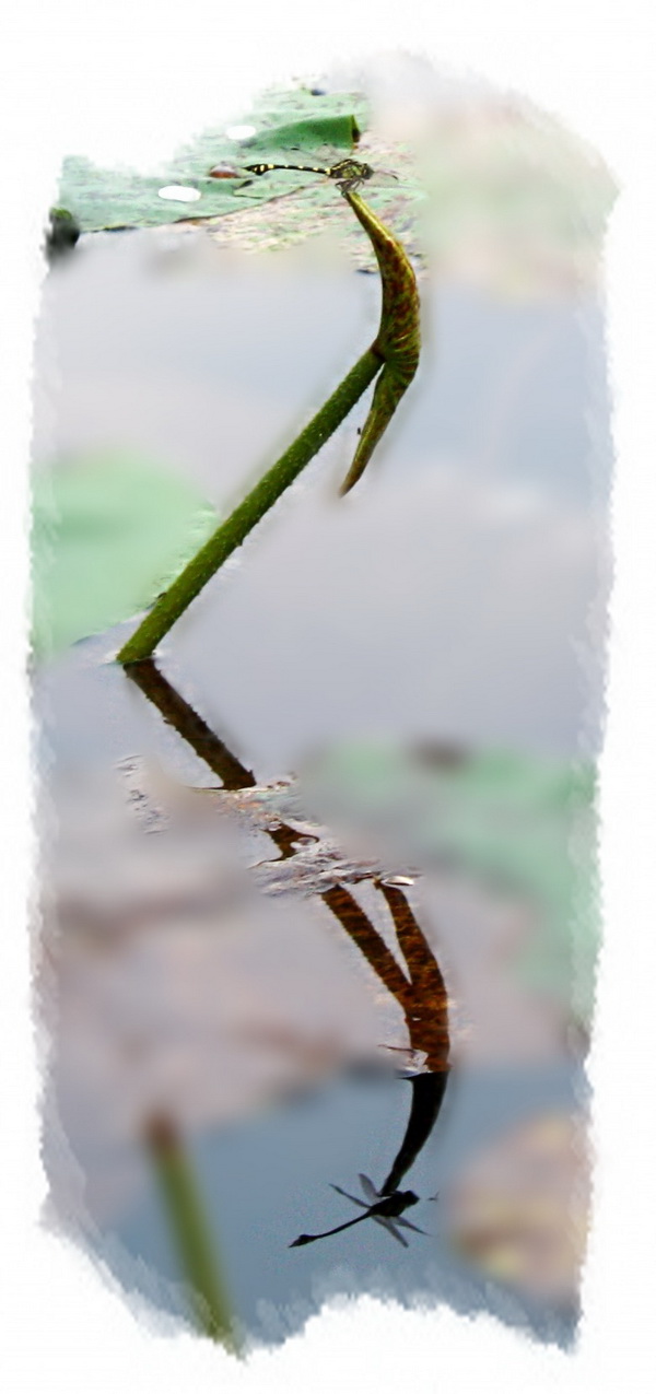 IMG_8768_conew2.jpg